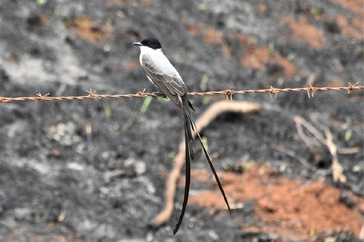 FAUNA NEWS Pássaros que só aparecem na primavera no sudeste do Brasil