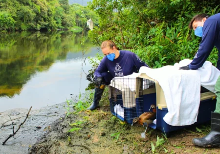 FAUNA NEWS Aiuká SP completa 10 anos como referência internacional na reabilitação de fauna silvestre