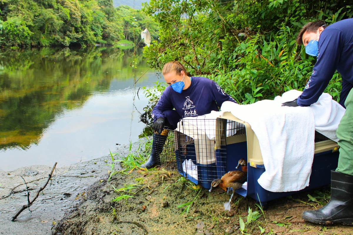 FAUNA NEWS Aiuká SP completa 10 anos como referência internacional na reabilitação de fauna silvestre