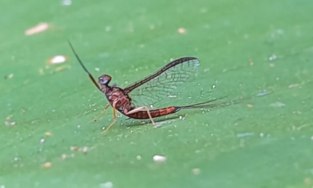 FAUNA NEWS O “dente-de-sabre” dos rios neotropicais