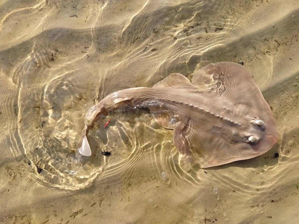 FAUNA NEWS Na “raia” da conservação: a união de pesquisadores e pescadores pelas raias