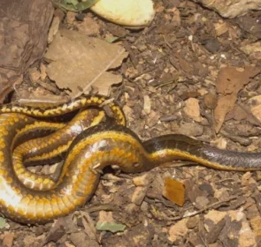 FAUNA NEWS Incêndios ameaçam de extinção único réptil exclusivo do Pantanal