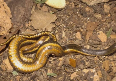 FAUNA NEWS Incêndios ameaçam de extinção único réptil exclusivo do Pantanal