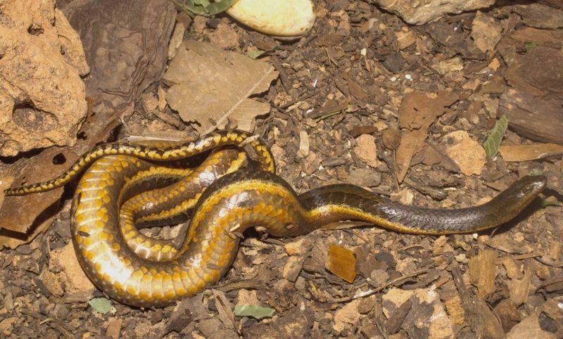 FAUNA NEWS Incêndios ameaçam de extinção único réptil exclusivo do Pantanal