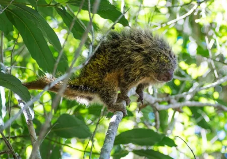 FAUNA NEWS O “fofo” que espeta: conheça o ouriço-cacheiro