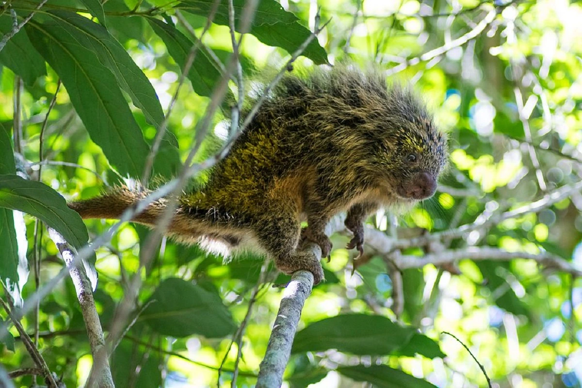 FAUNA NEWS O “fofo” que espeta: conheça o ouriço-cacheiro