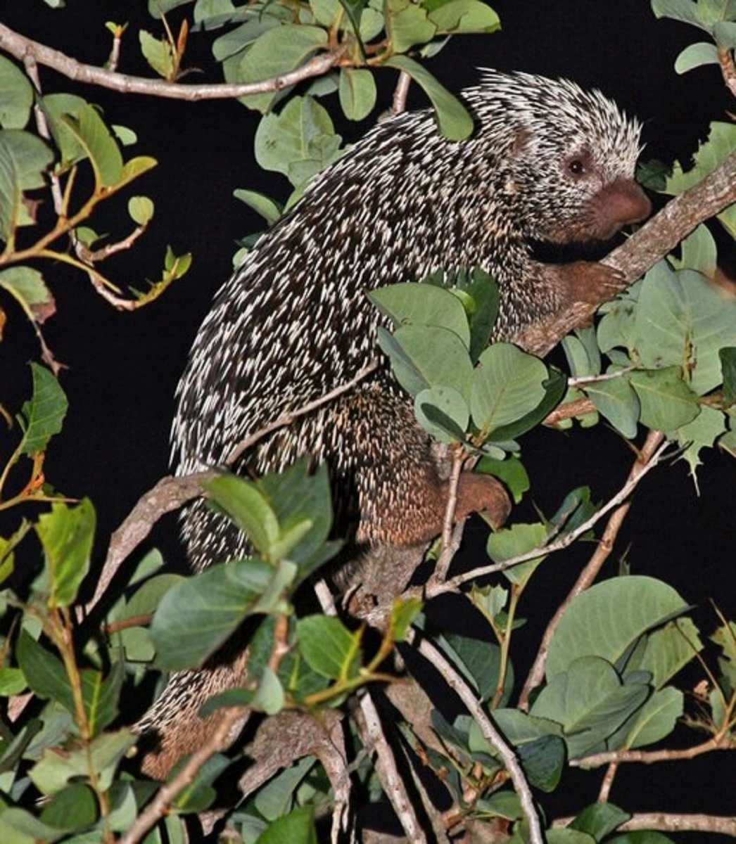 FAUNA NEWS O “fofo” que espeta: conheça o ouriço-cacheiro