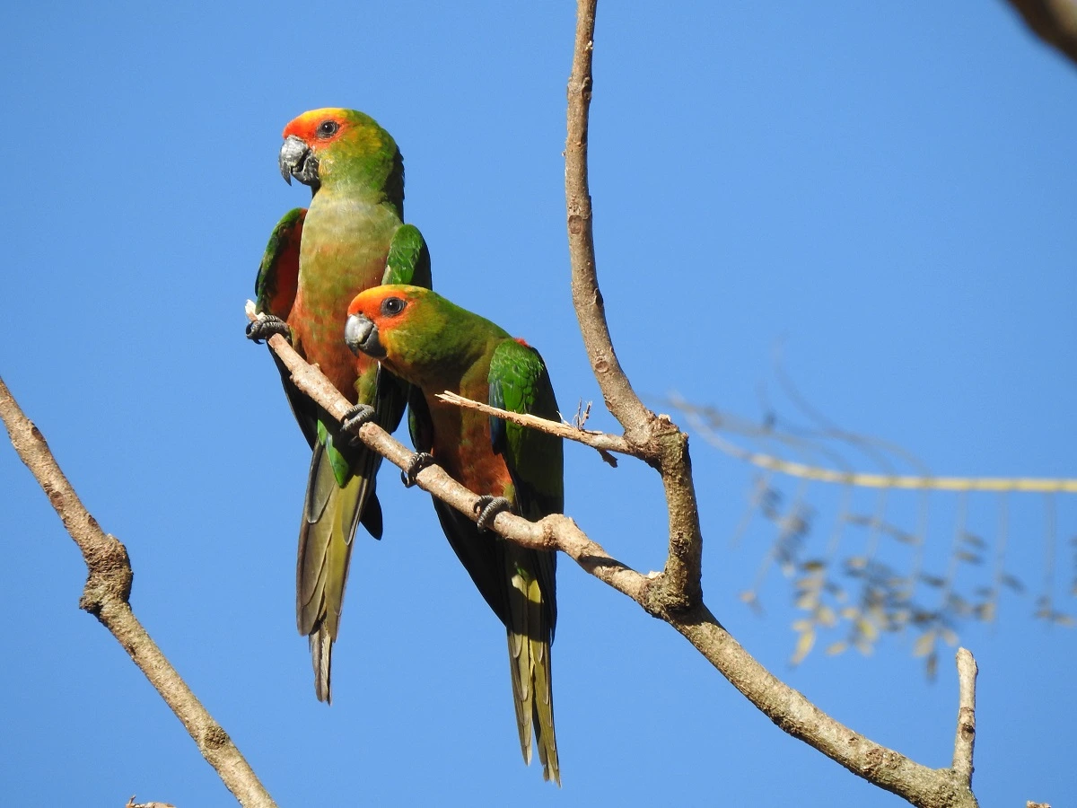 FAUNA NEWS Por que o Brasil é o país das aves? Observe!