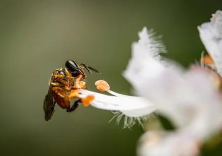 FAUNA NEWS Estudo propõe restauração de áreas degradadas com uso de polinizadores