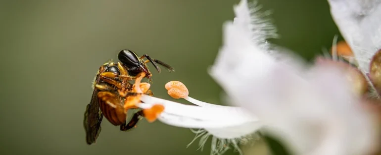 FAUNA NEWS Estudo propõe restauração de áreas degradadas com uso de polinizadores