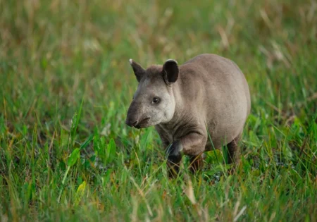 FAUNA NEWS Fotografando a anta-brasileira