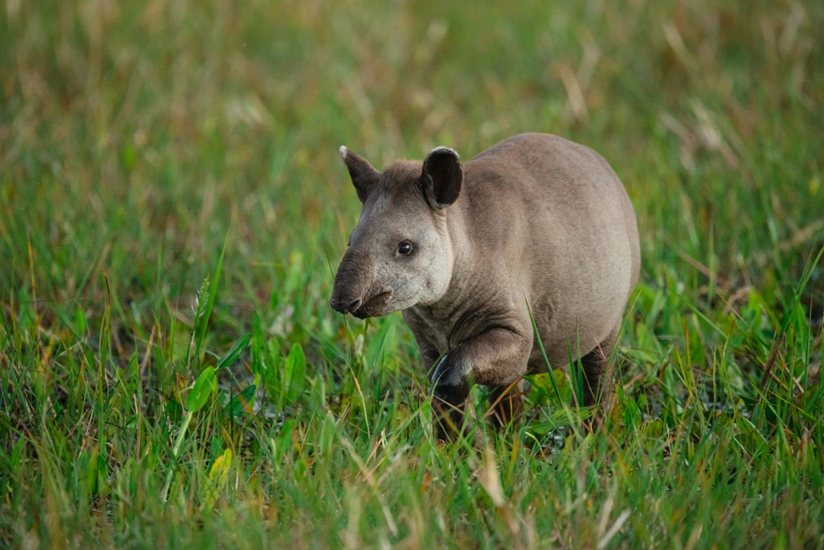 FAUNA NEWS Fotografando a anta-brasileira