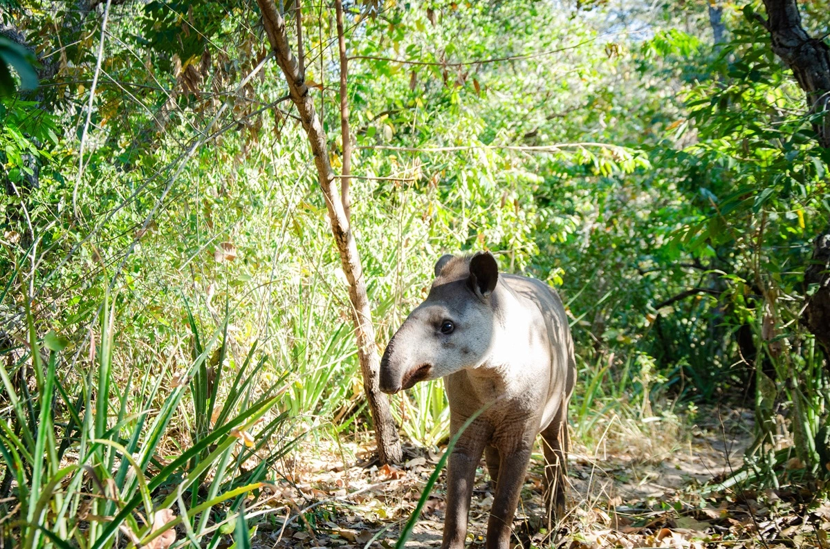 FAUNA NEWS Fotografando a anta-brasileira