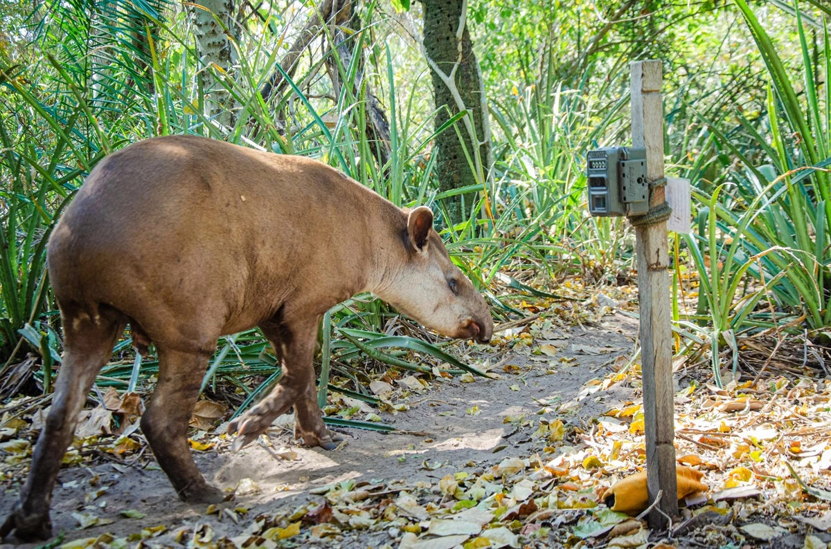 FAUNA NEWS Fotografando a anta-brasileira