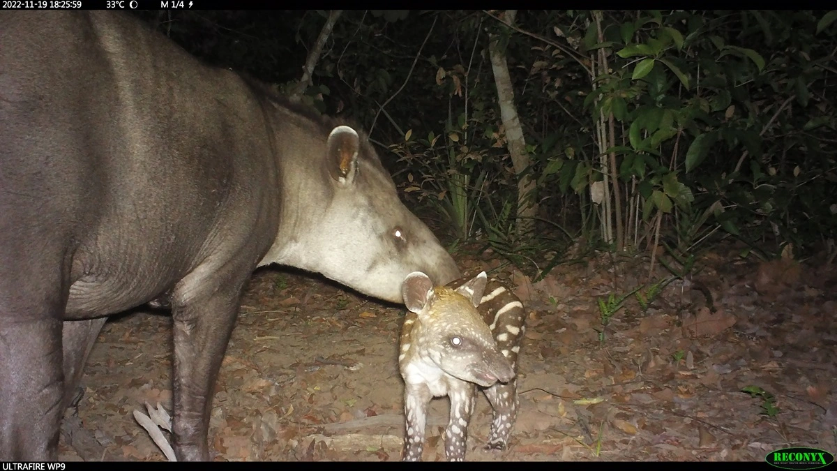 FAUNA NEWS Fotografando a anta-brasileira