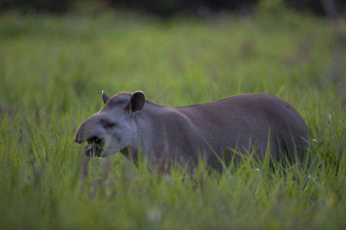 FAUNA NEWS Fotografando a anta-brasileira