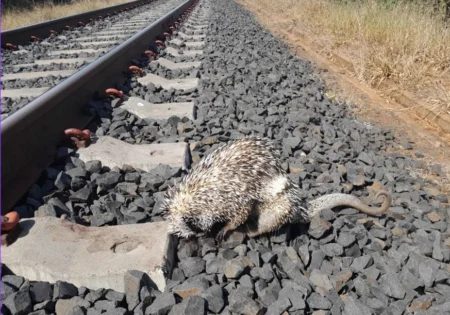 FAUNA NEWS Atendimento emergencial de animais feridos em ferrovias: particularidades