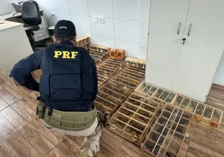 FAUNA NEWS Polícia Rodoviária Federal resgata 590 aves na Bahia