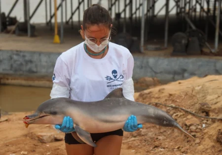 FAUNA NEWS Mais de 30 mamíferos aquáticos já foram encontrados mortos em Coari (AM)