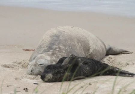 FAUNA NEWS Filhote de elefante-marinho-do-sul permanece sozinho em Santa Catarina