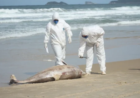 FAUNA NEWS Atividades pesqueiras e resíduos causam mortes de golfinhos em Florianópolis (SC)