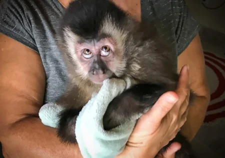 FAUNA NEWS Bebês macacos fofinhos que são frutos de morte, crueldade e covardia