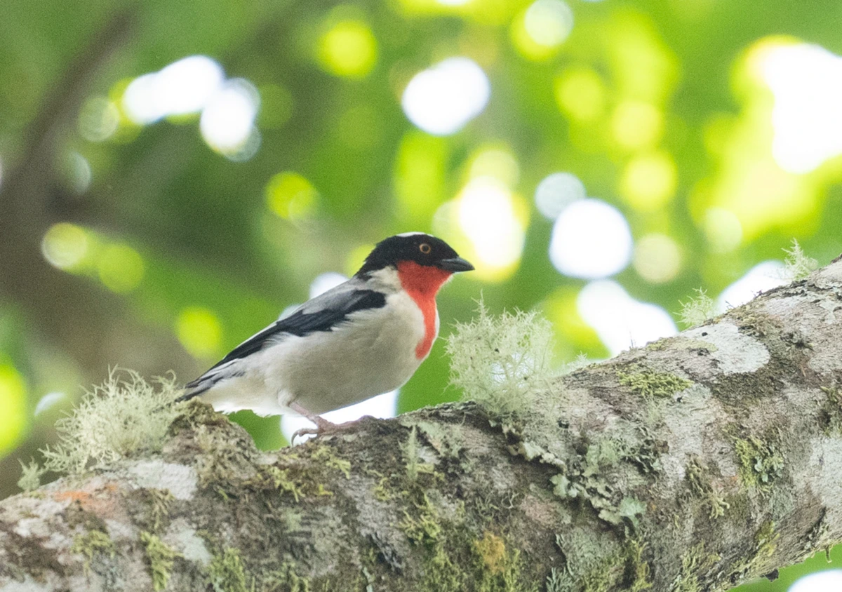 FAUNA NEWS Educação ambiental para salvar a rara saíra-apunhalada