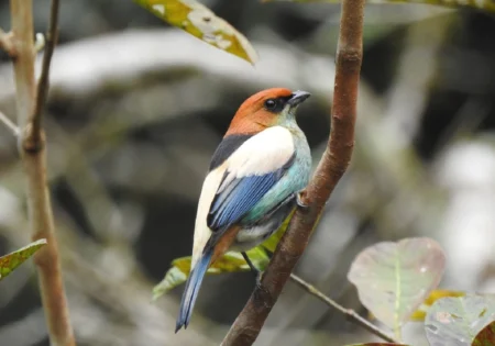 FAUNA NEWS Por que o Brasil é o país das aves? Observe!