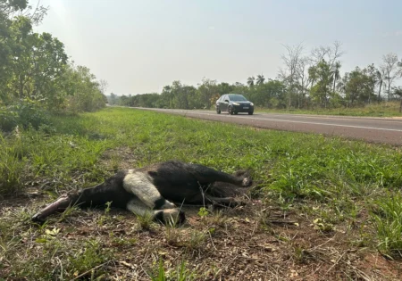 FAUNA NEWS Escolha da escala na mitigação de atropelamentos de fauna