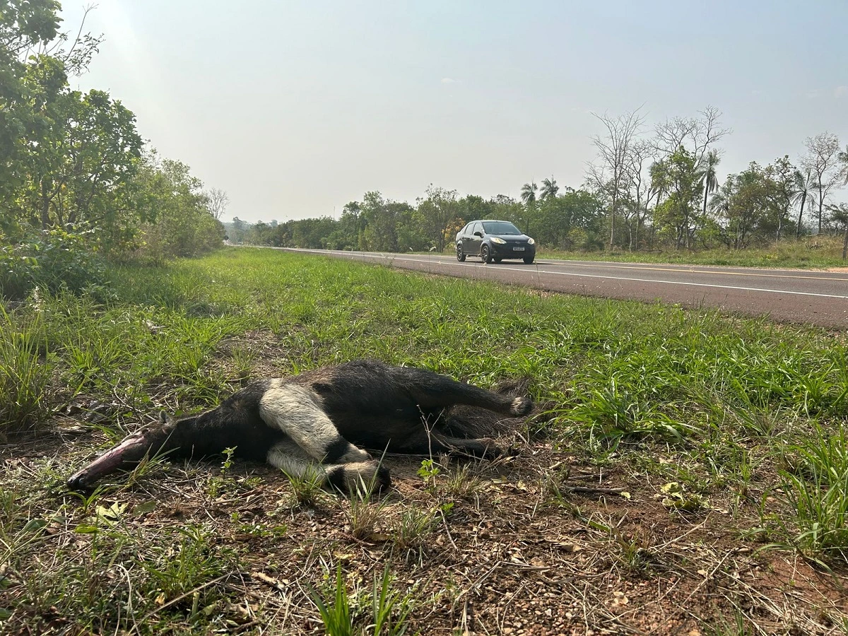 FAUNA NEWS Escolha da escala na mitigação de atropelamentos de fauna