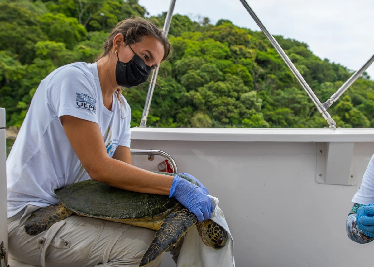 FAUNA NEWS Avaliação de saúde das tartarugas-verdes no litoral do Paraná