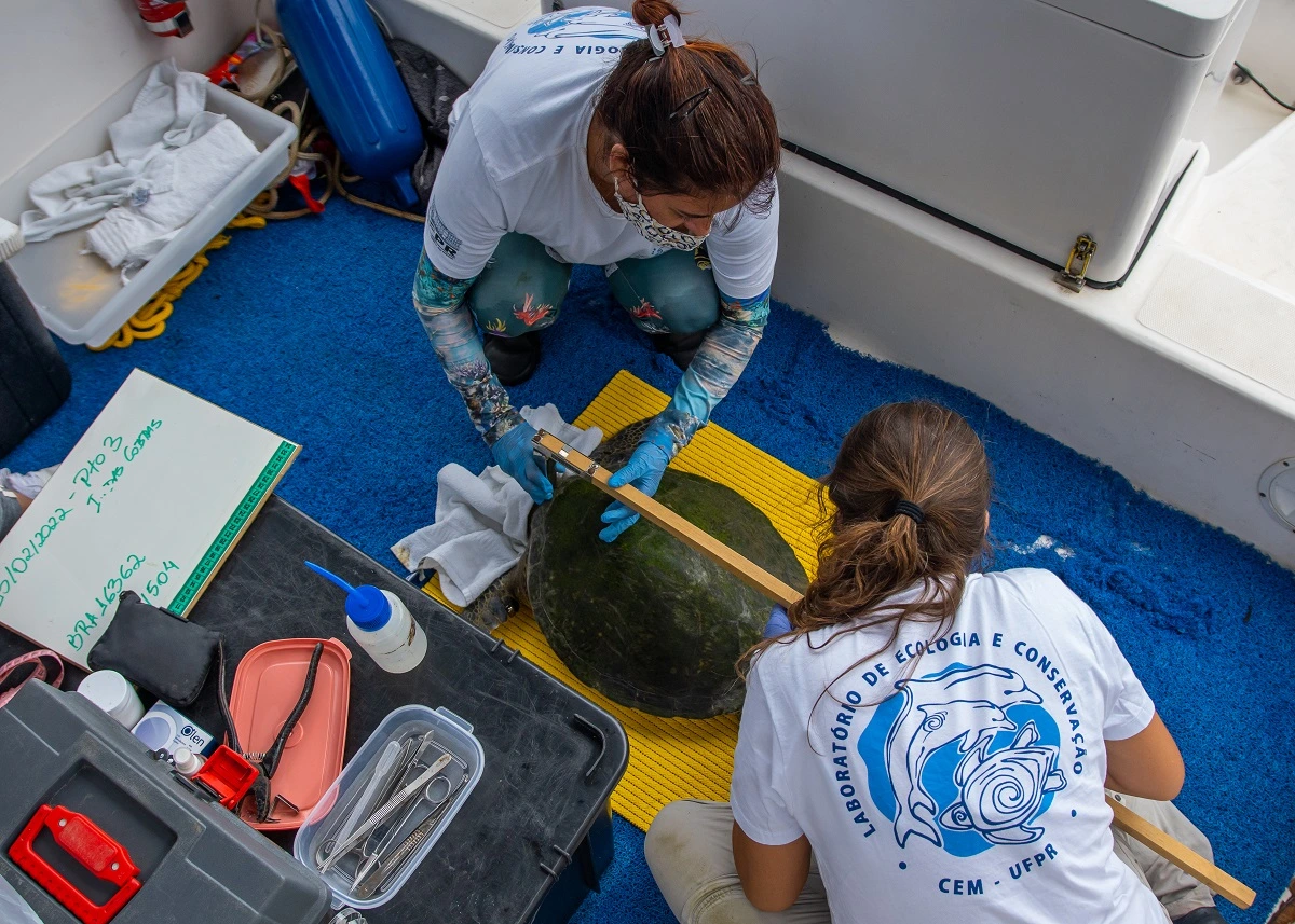 FAUNA NEWS Avaliação de saúde das tartarugas-verdes no litoral do Paraná