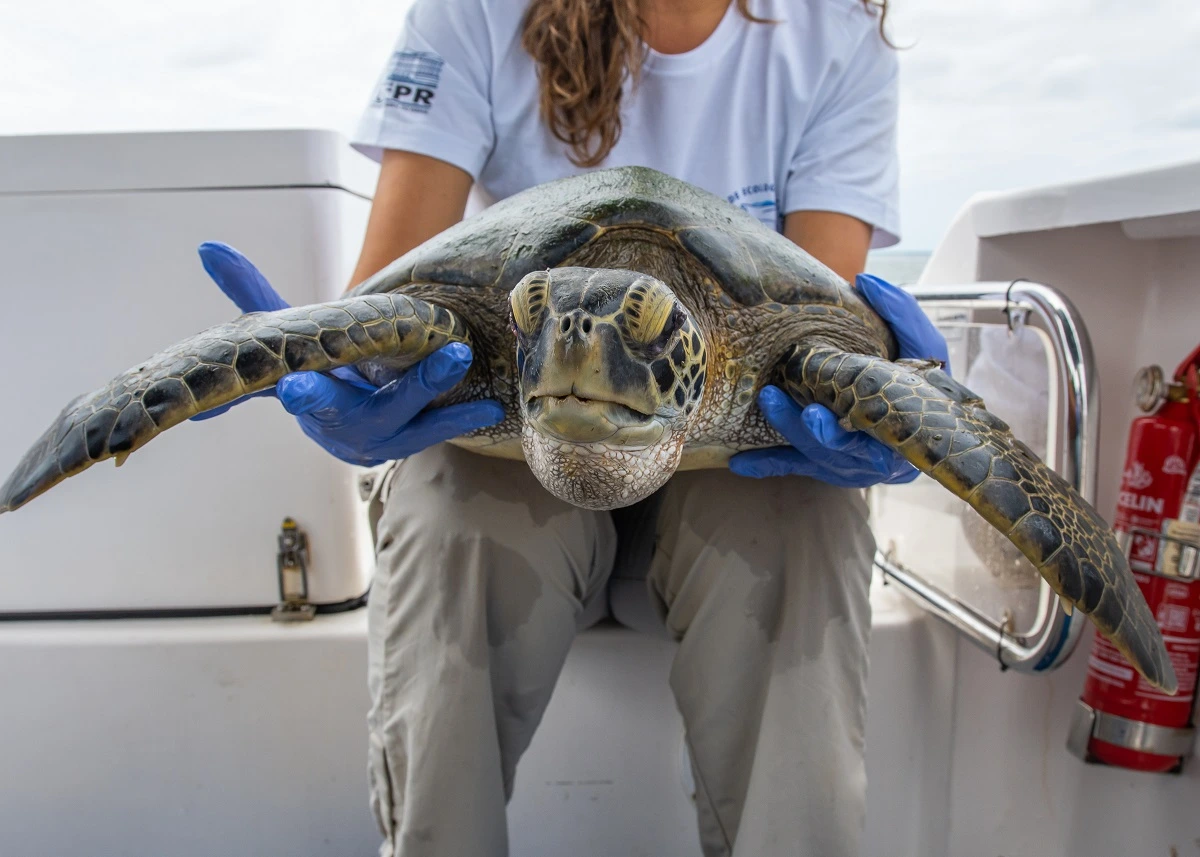 FAUNA NEWS Avaliação de saúde das tartarugas-verdes no litoral do Paraná