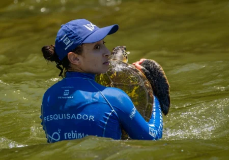 FAUNA NEWS Avaliação de saúde das tartarugas-verdes no litoral do Paraná