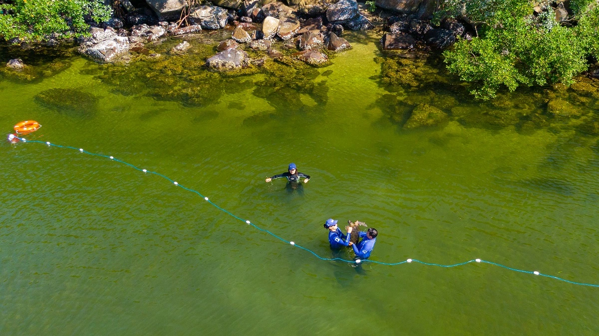 FAUNA NEWS Avaliação de saúde das tartarugas-verdes no litoral do Paraná