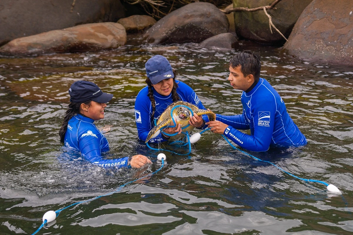 FAUNA NEWS Avaliação de saúde das tartarugas-verdes no litoral do Paraná