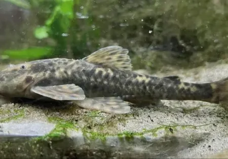 FAUNA NEWS Pesquisadores descrevem duas novas espécies de peixes cascudo