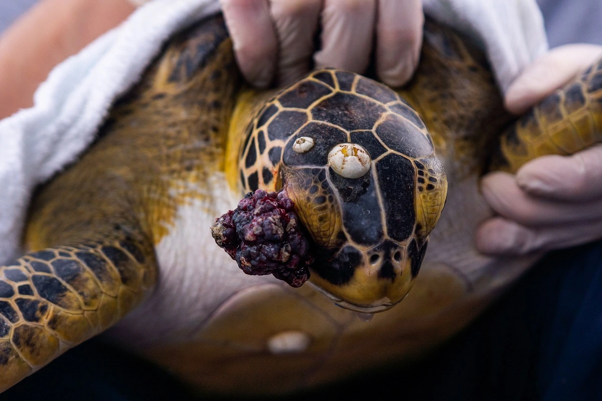 FAUNA NEWS Avaliação de saúde das tartarugas-verdes no litoral do Paraná