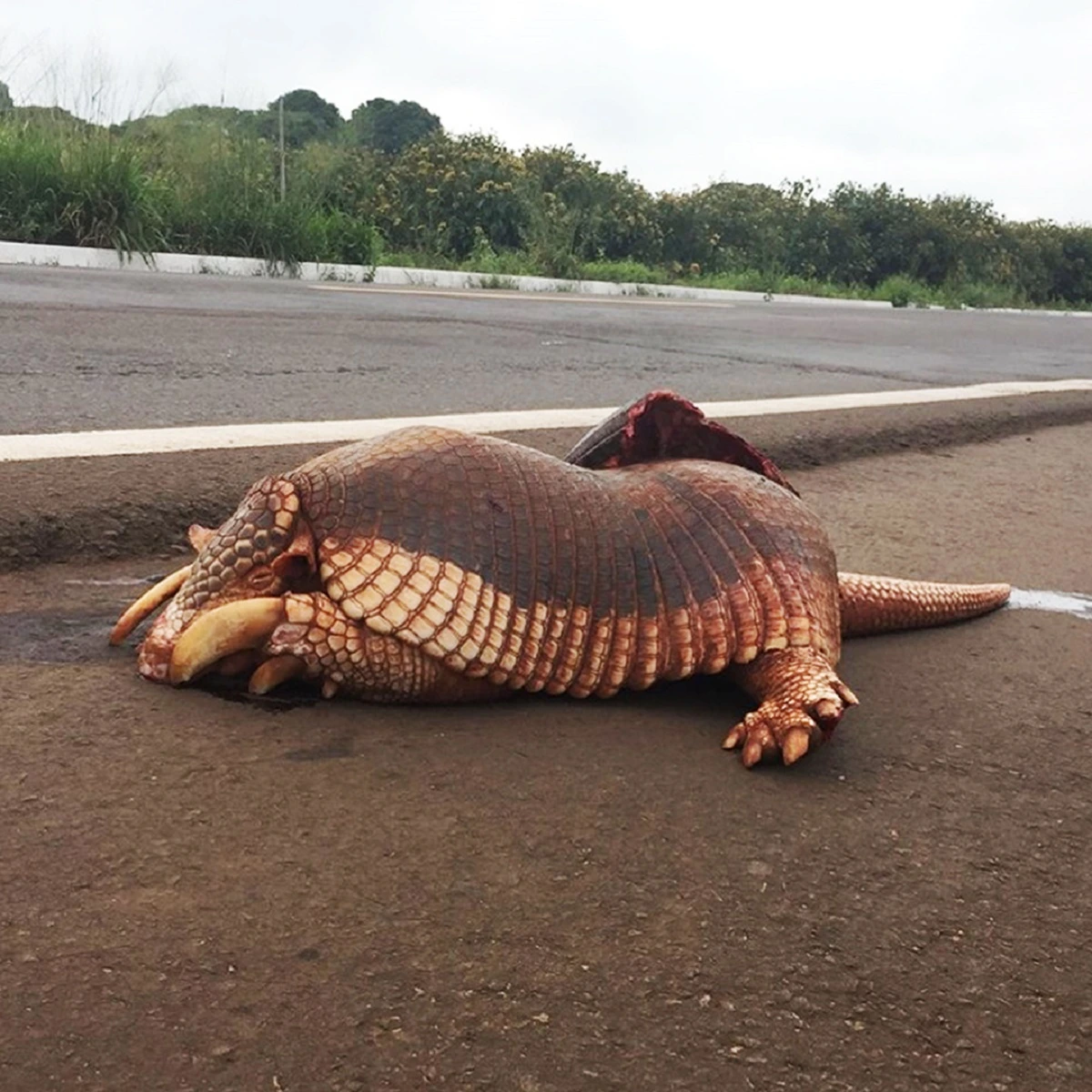 FAUNA NEWS Aprovada implementação de plano para reduzir atropelamentos de fauna na BR-262, no Pantanal