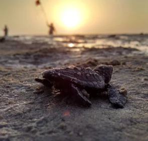 FAUNA NEWS Condomínios de SE ajustarão iluminação para não impactar tartarugas-marinhas