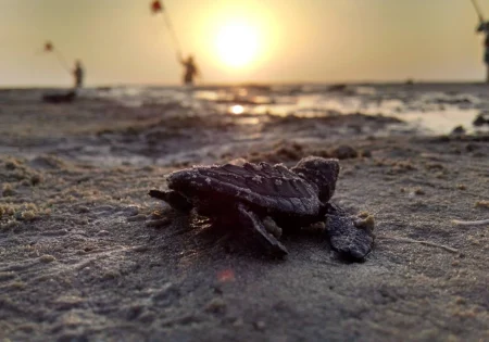 FAUNA NEWS Condomínios de SE ajustarão iluminação para não impactar tartarugas-marinhas