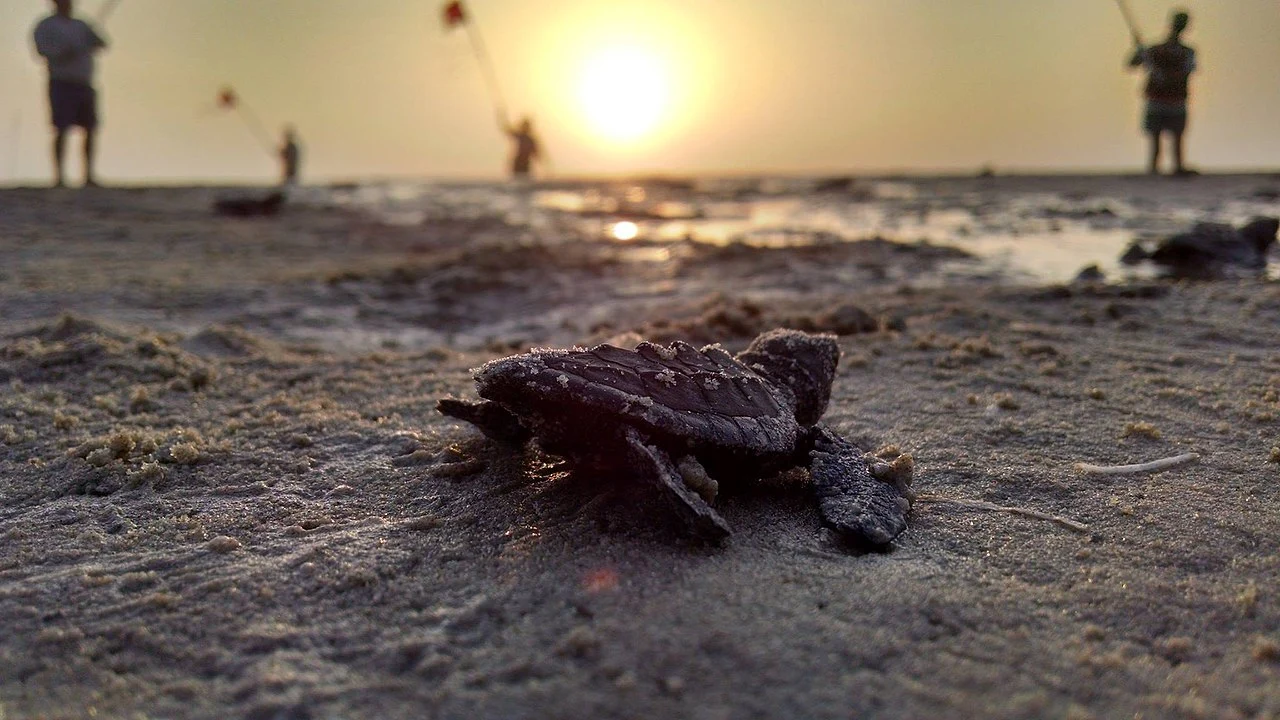 FAUNA NEWS Condomínios de SE ajustarão iluminação para não impactar tartarugas-marinhas