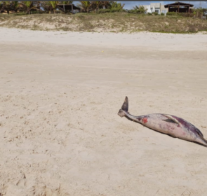 FAUNA NEWS Dez botos-cinzas são encontrados mortos em Sergipe em oito meses