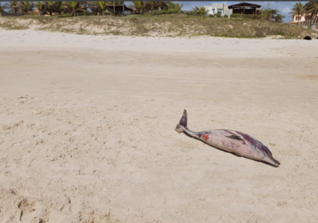 FAUNA NEWS Dez botos-cinzas são encontrados mortos em Sergipe em oito meses