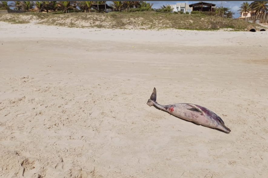 FAUNA NEWS Dez botos-cinzas são encontrados mortos em Sergipe em oito meses