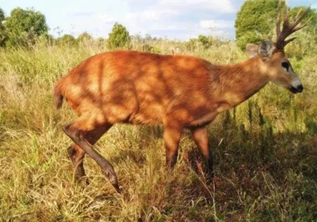 FAUNA NEWS Animais silvestres: vítimas invisíveis da crise climática