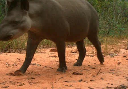 FAUNA NEWS Falta de vegetação nativa afeta mamíferos em paisagens agrícolas no Cerrado