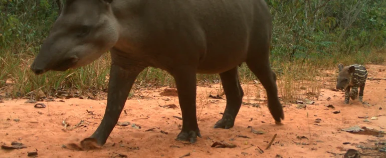 FAUNA NEWS Falta de vegetação nativa afeta mamíferos em paisagens agrícolas no Cerrado