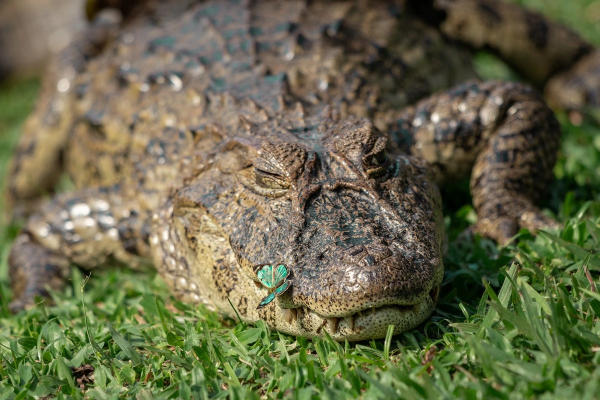 FAUNA NEWS Fotografia de vida selvagem: Retrospectiva 2024