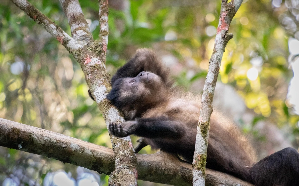 FAUNA NEWS Fotografia de vida selvagem: Retrospectiva 2024